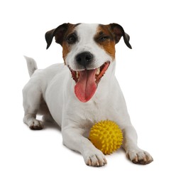 Photo of Cute dog playing with owner and toy on white background, closeup. Lovely pet