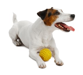 Photo of Cute dog playing with toy on white background. Lovely pet