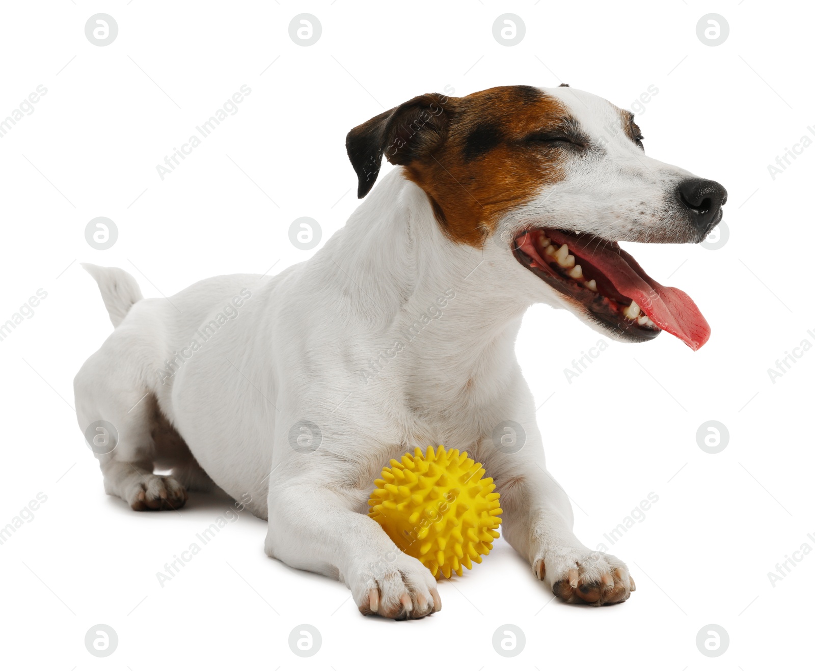 Cute dog playing with toy on white background. Lovely pet Photo of Cute dog playing with toy on white background. Lovely pet