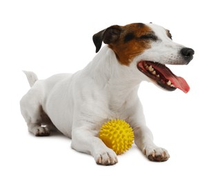 Photo of Cute dog playing with toy on white background. Lovely pet