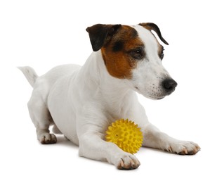 Photo of Cute dog playing with toy on white background. Lovely pet