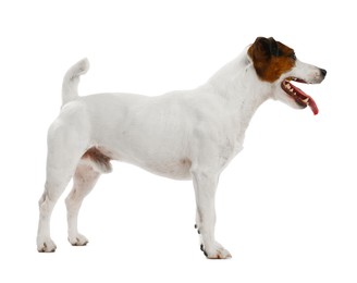 Photo of Cute dog on white background. Lovely pet