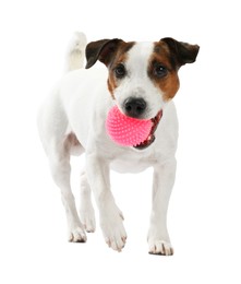 Photo of Cute dog playing with toy on white background. Lovely pet