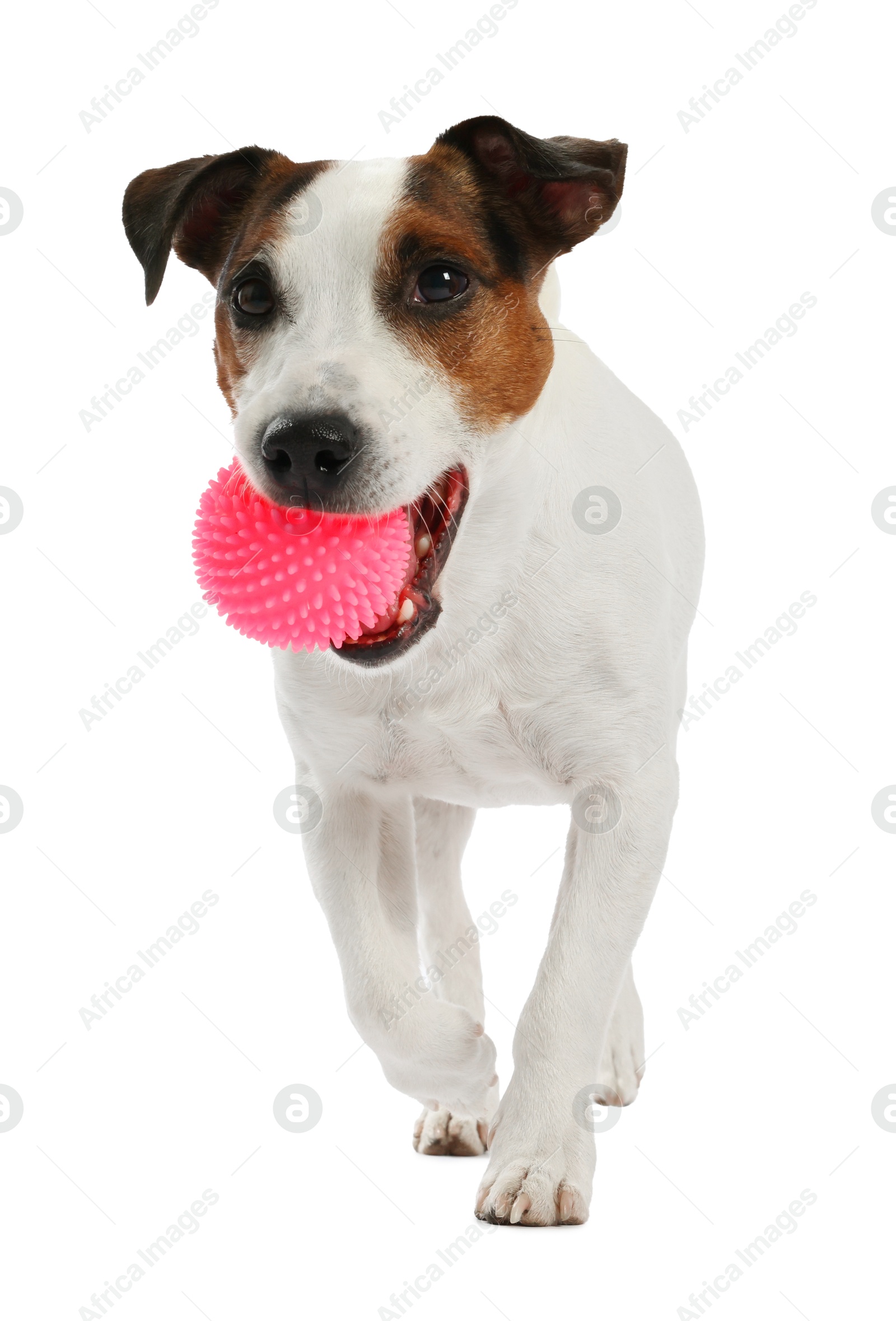 Cute dog playing with toy on white background. Lovely pet Photo of Cute dog playing with toy on white background. Lovely pet