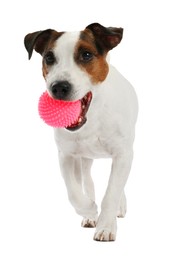 Photo of Cute dog playing with toy on white background. Lovely pet