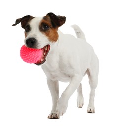 Photo of Cute dog playing with toy on white background. Lovely pet