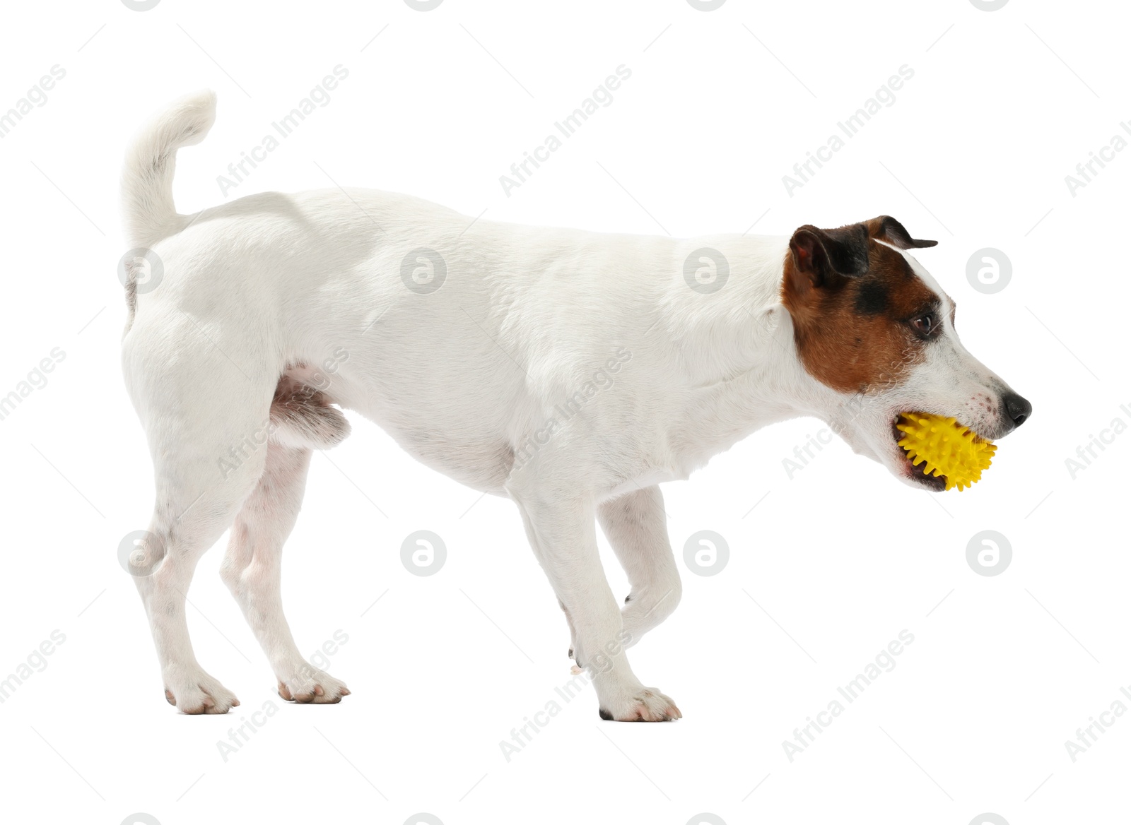 Cute dog playing with toy on white background. Lovely pet Photo of Cute dog playing with toy on white background. Lovely pet