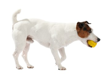 Photo of Cute dog playing with toy on white background. Lovely pet
