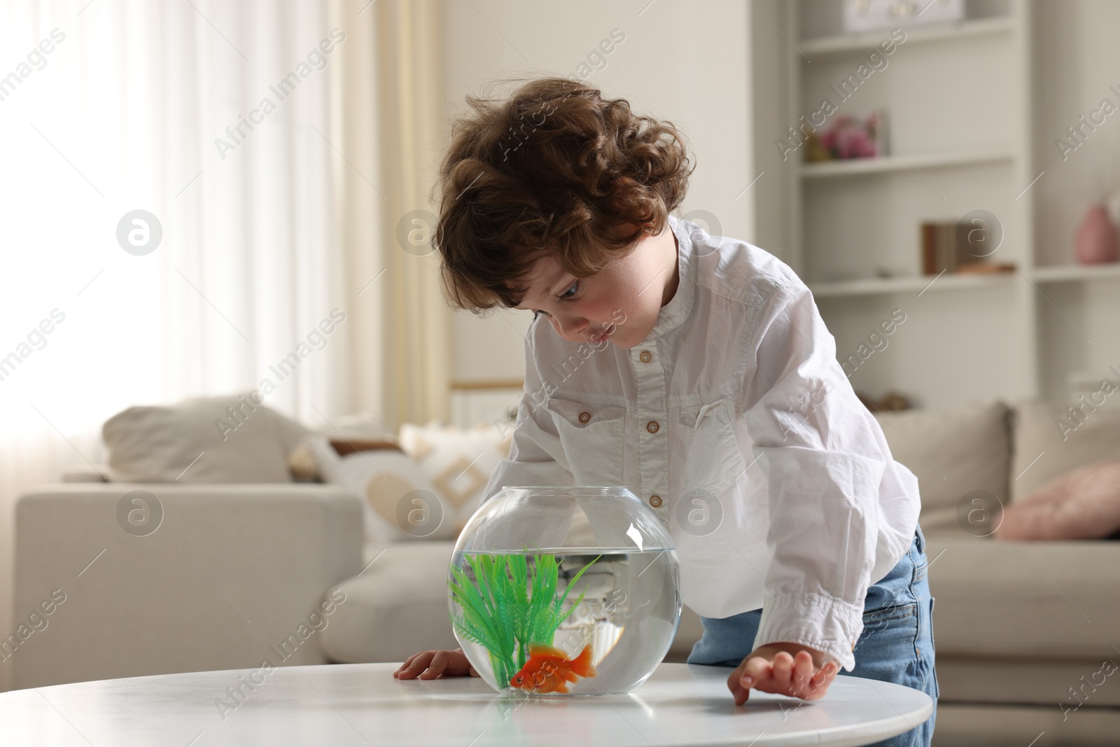 Little boy with goldfish in aquarium on table at home Photo of Little boy with goldfish in aquarium on table at home
