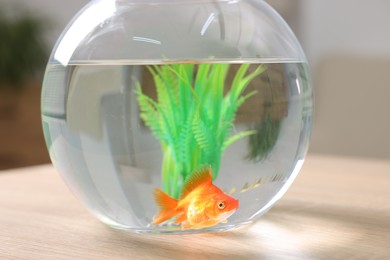 Photo of Goldfish in aquarium on table indoors, closeup