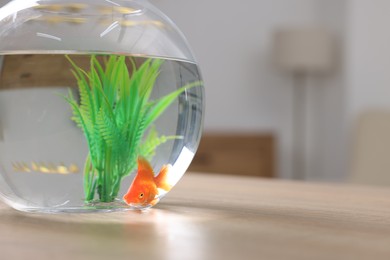 Photo of Goldfish in aquarium on table indoors, closeup