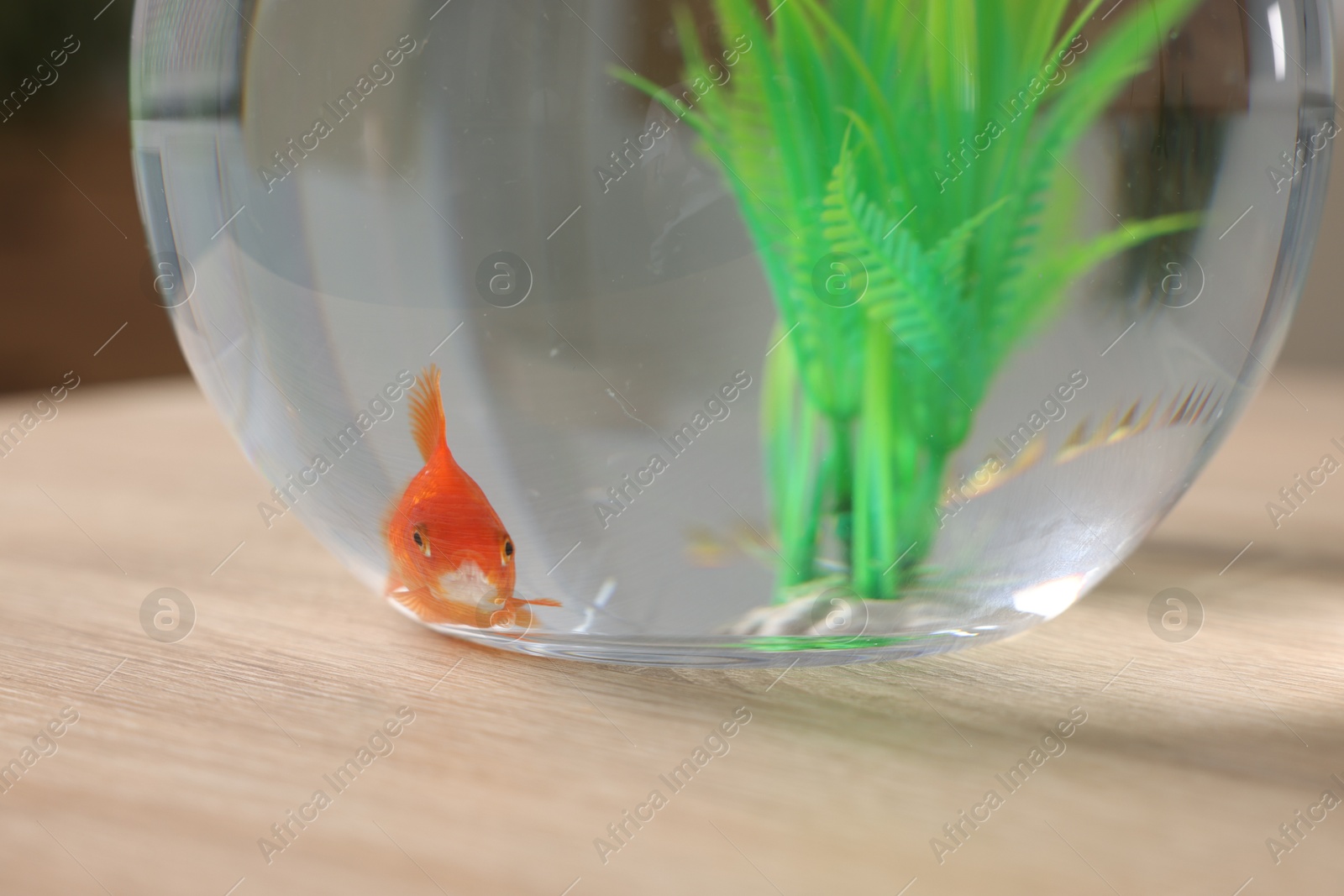 Goldfish in aquarium on table indoors, closeup Photo of Goldfish in aquarium on table indoors, closeup