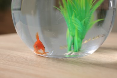 Photo of Goldfish in aquarium on table indoors, closeup