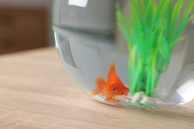 Photo of Goldfish in aquarium on table indoors, closeup
