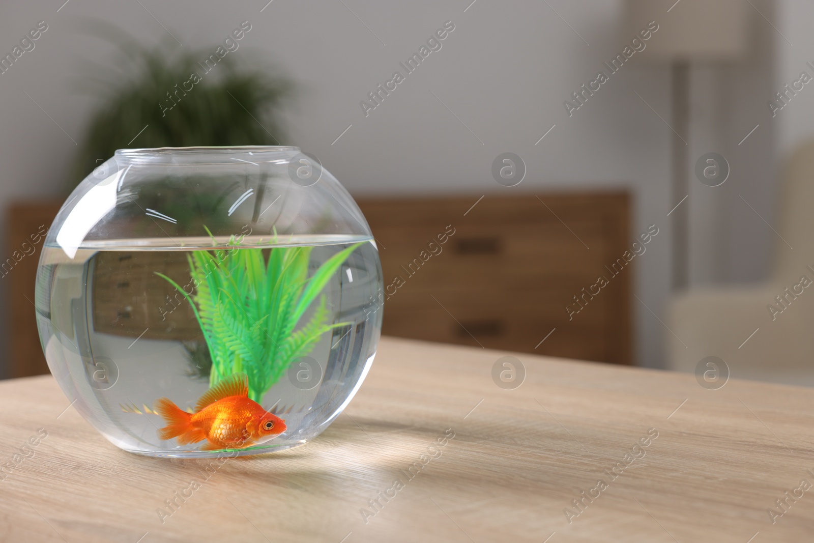 Photo of Goldfish in aquarium on table indoors. Space for text
