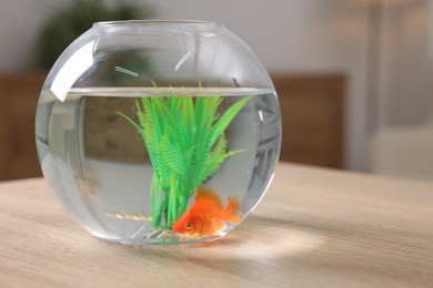 Photo of Goldfish in aquarium on table indoors, closeup
