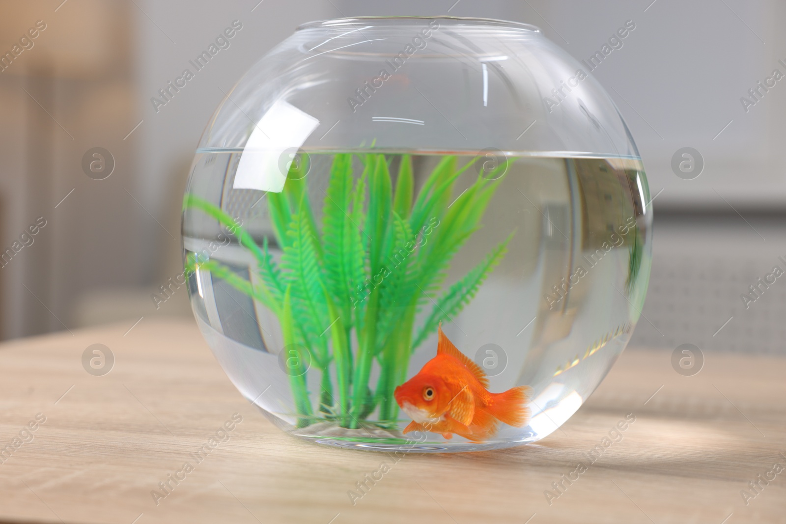 Goldfish in aquarium on table indoors, closeup Photo of Goldfish in aquarium on table indoors, closeup