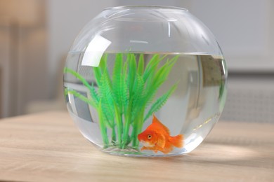 Photo of Goldfish in aquarium on table indoors, closeup