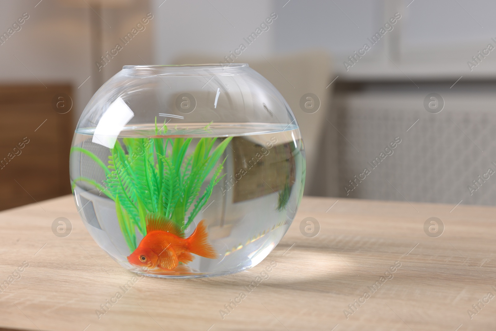 Goldfish in aquarium on wooden table indoors Photo of Goldfish in aquarium on wooden table indoors