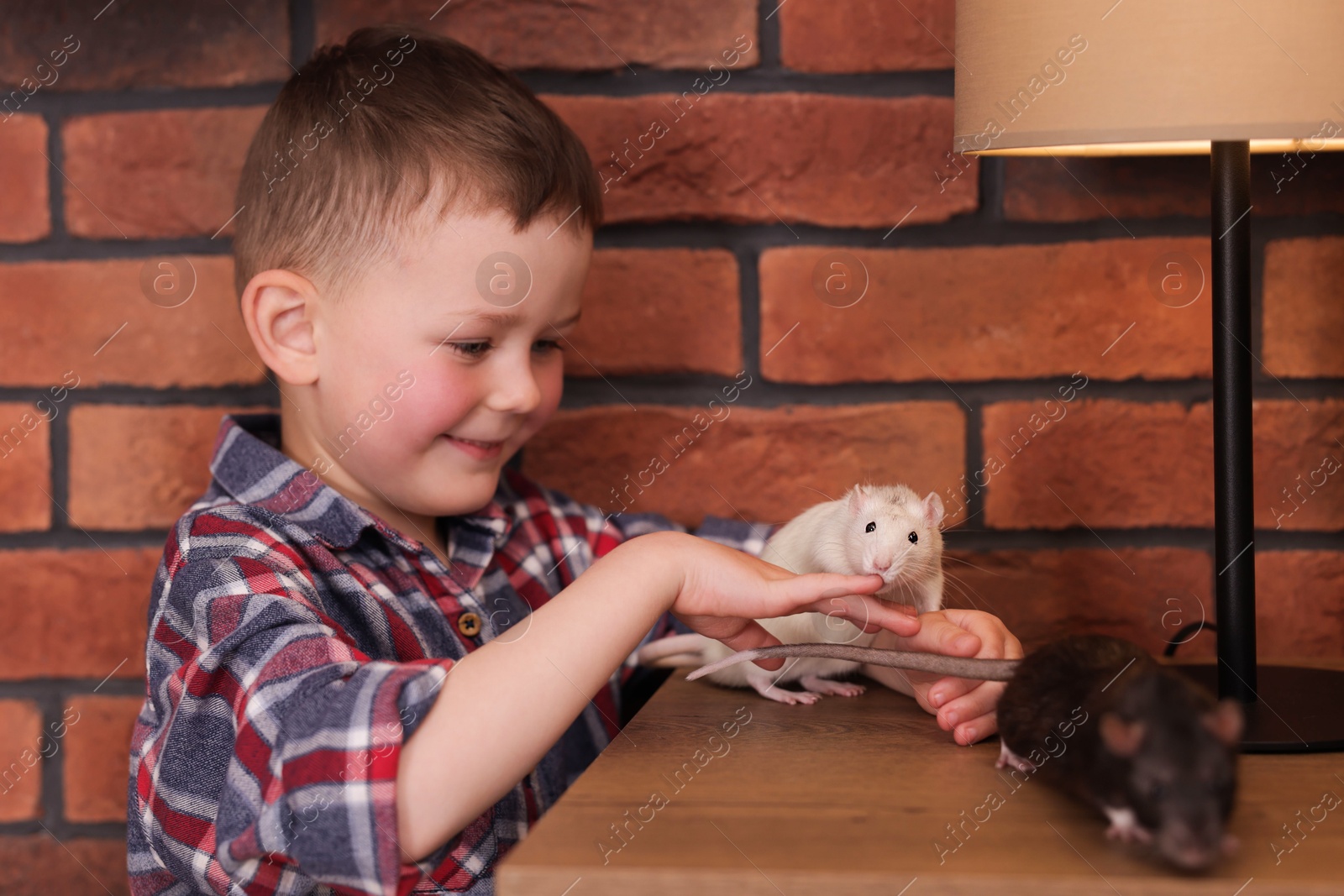 Little boy with his pet rats at wooden table indoors Photo of Little boy with his pet rats at wooden table indoors