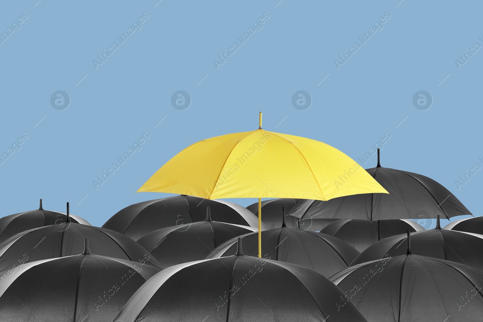 Yellow umbrella among black ones against pastel blue background Image of Yellow umbrella among black ones against pastel blue background