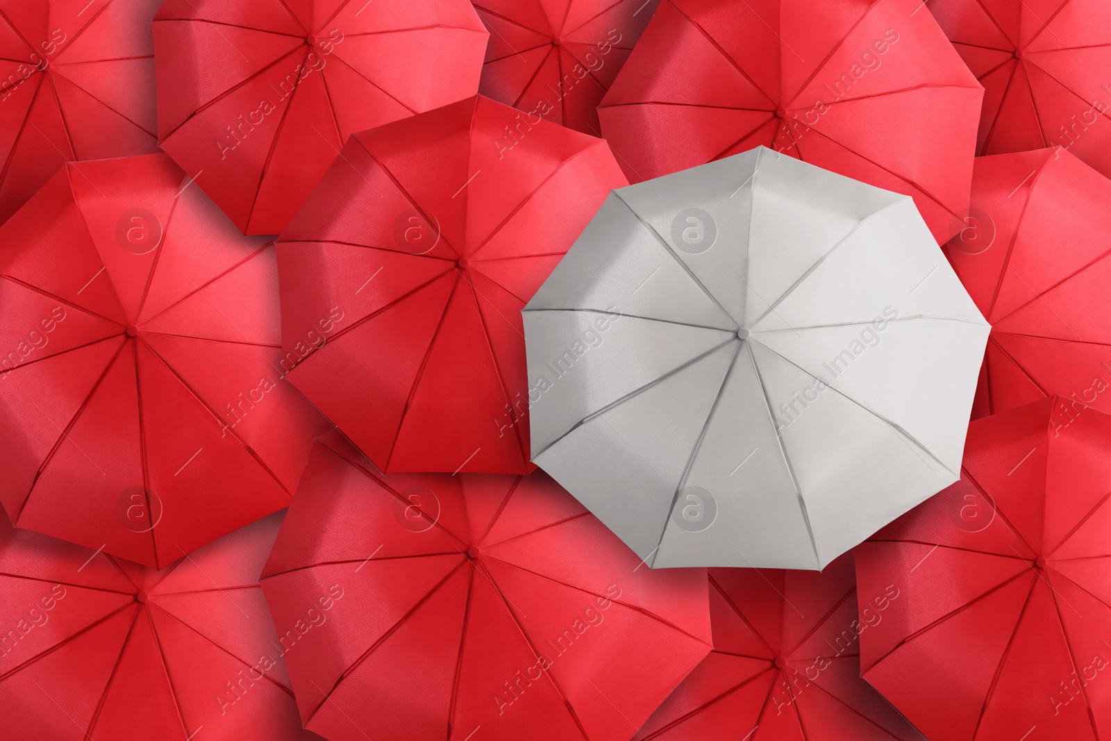 White umbrella among red ones, top view Image of White umbrella among red ones, top view