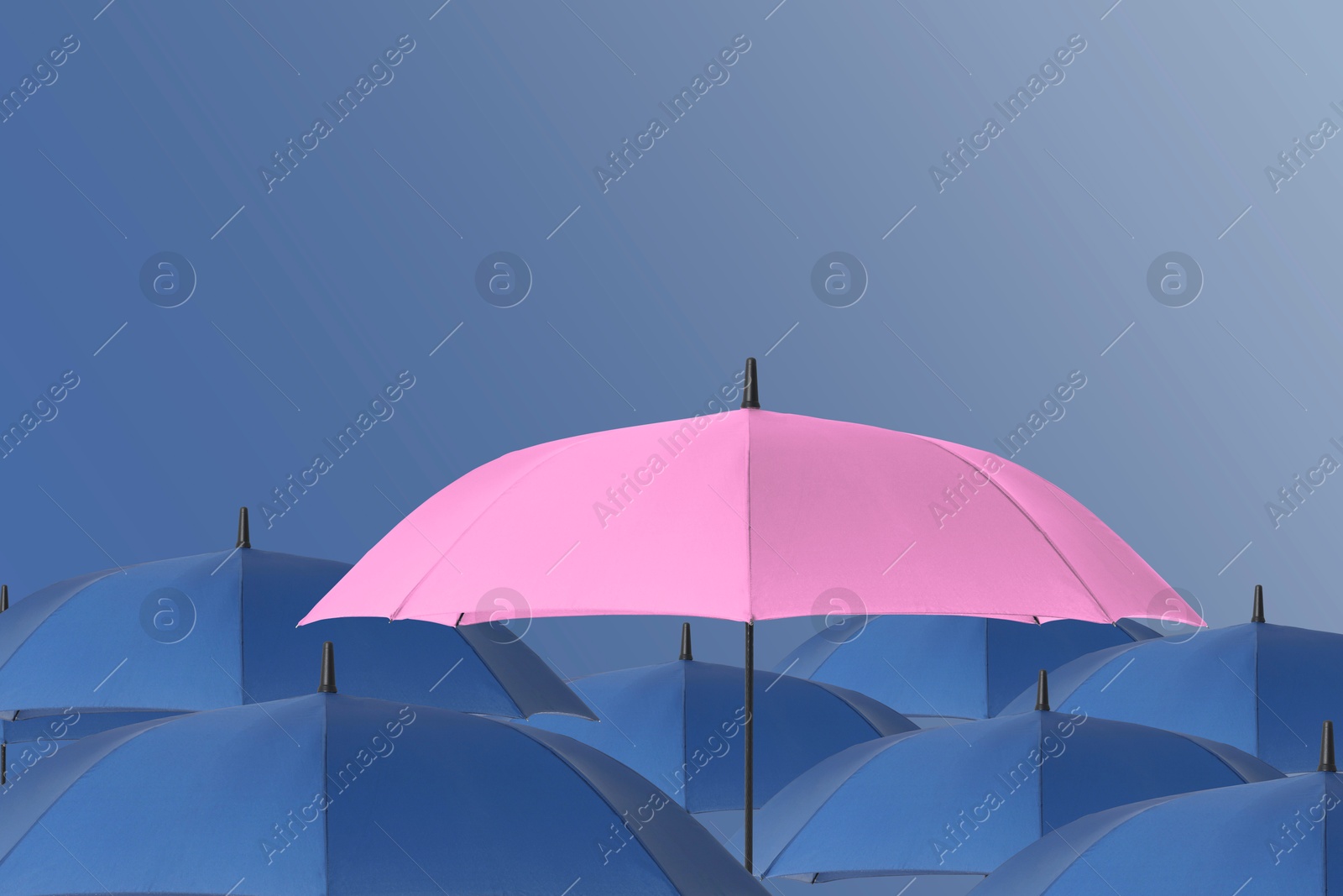 Pink umbrella among blue ones against color background Image of Pink umbrella among blue ones against color background