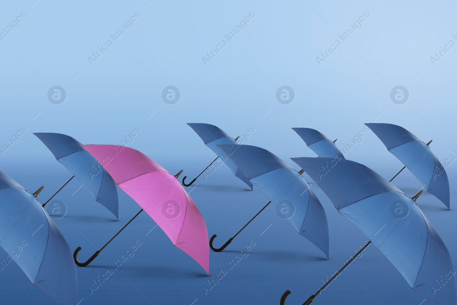 Pink umbrella among blue ones against color gradient background Image of Pink umbrella among blue ones against color gradient background