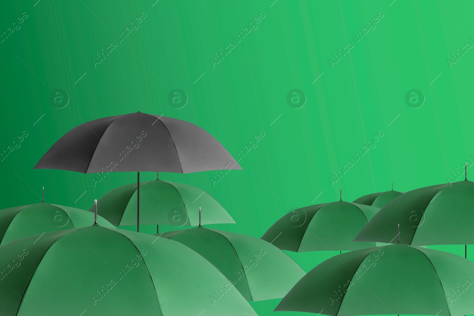 Black umbrella among green ones against color background Image of Black umbrella among green ones against color background