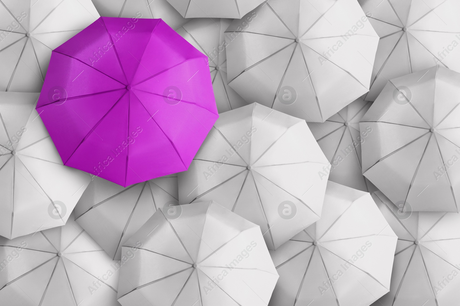Violet umbrella among white ones, top view Image of Violet umbrella among white ones, top view
