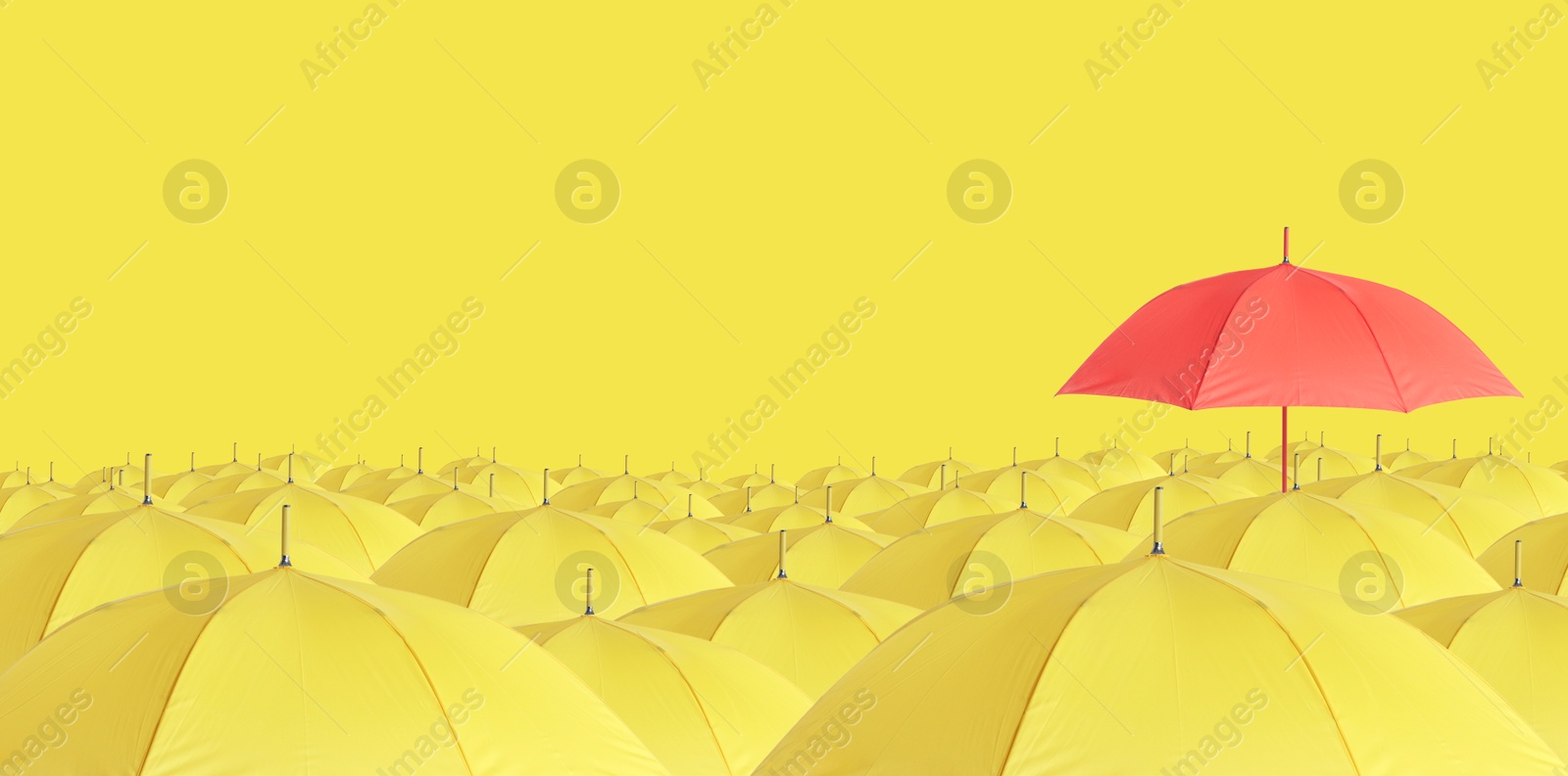 Red umbrella among yellow ones against color background. Banner design Image of Red umbrella among yellow ones against color background. Banner design