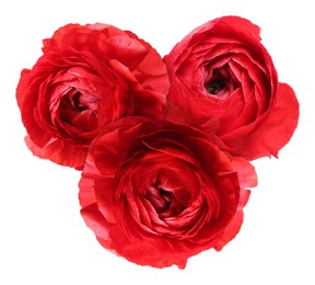 Image of Beautiful red ranunculus flowers isolated on white
