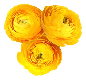 Image of Beautiful yellow ranunculus flowers isolated on white