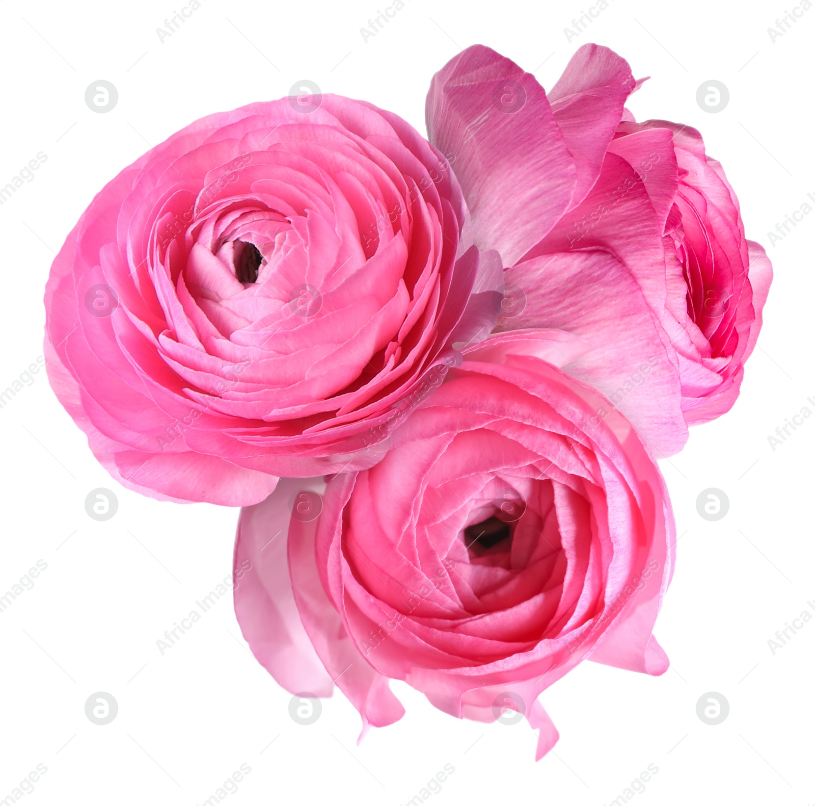 Beautiful pink ranunculus flowers isolated on white Image of Beautiful pink ranunculus flowers isolated on white