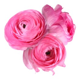 Image of Beautiful pink ranunculus flowers isolated on white