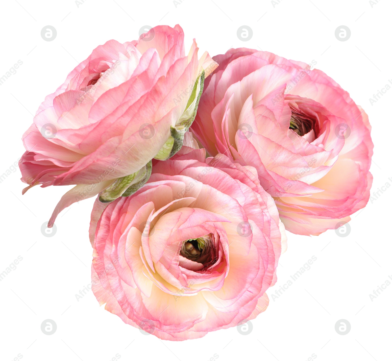 Beautiful pink ranunculus flowers isolated on white Image of Beautiful pink ranunculus flowers isolated on white