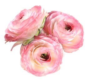 Image of Beautiful pink ranunculus flowers isolated on white