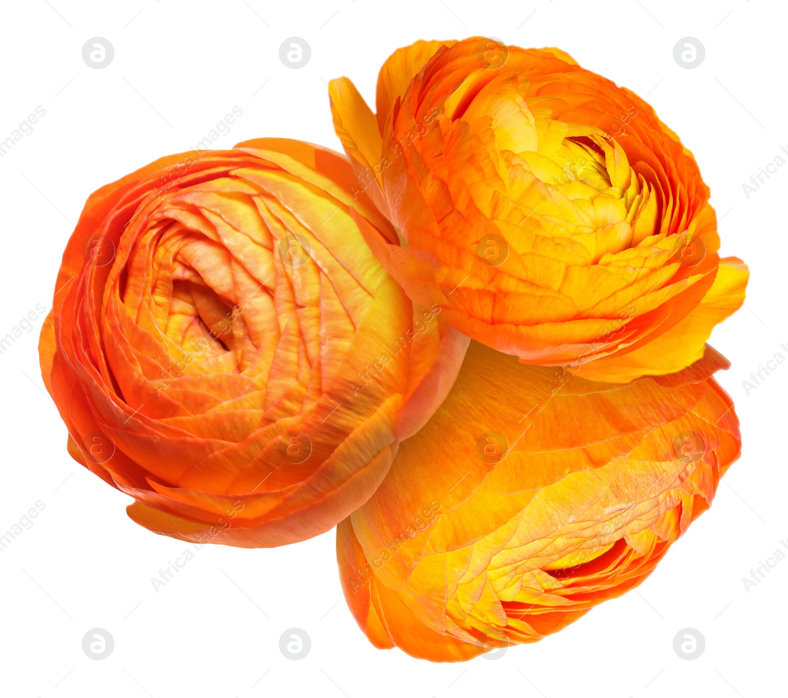 Beautiful orange ranunculus flowers isolated on white Image of Beautiful orange ranunculus flowers isolated on white