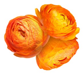 Image of Beautiful orange ranunculus flowers isolated on white