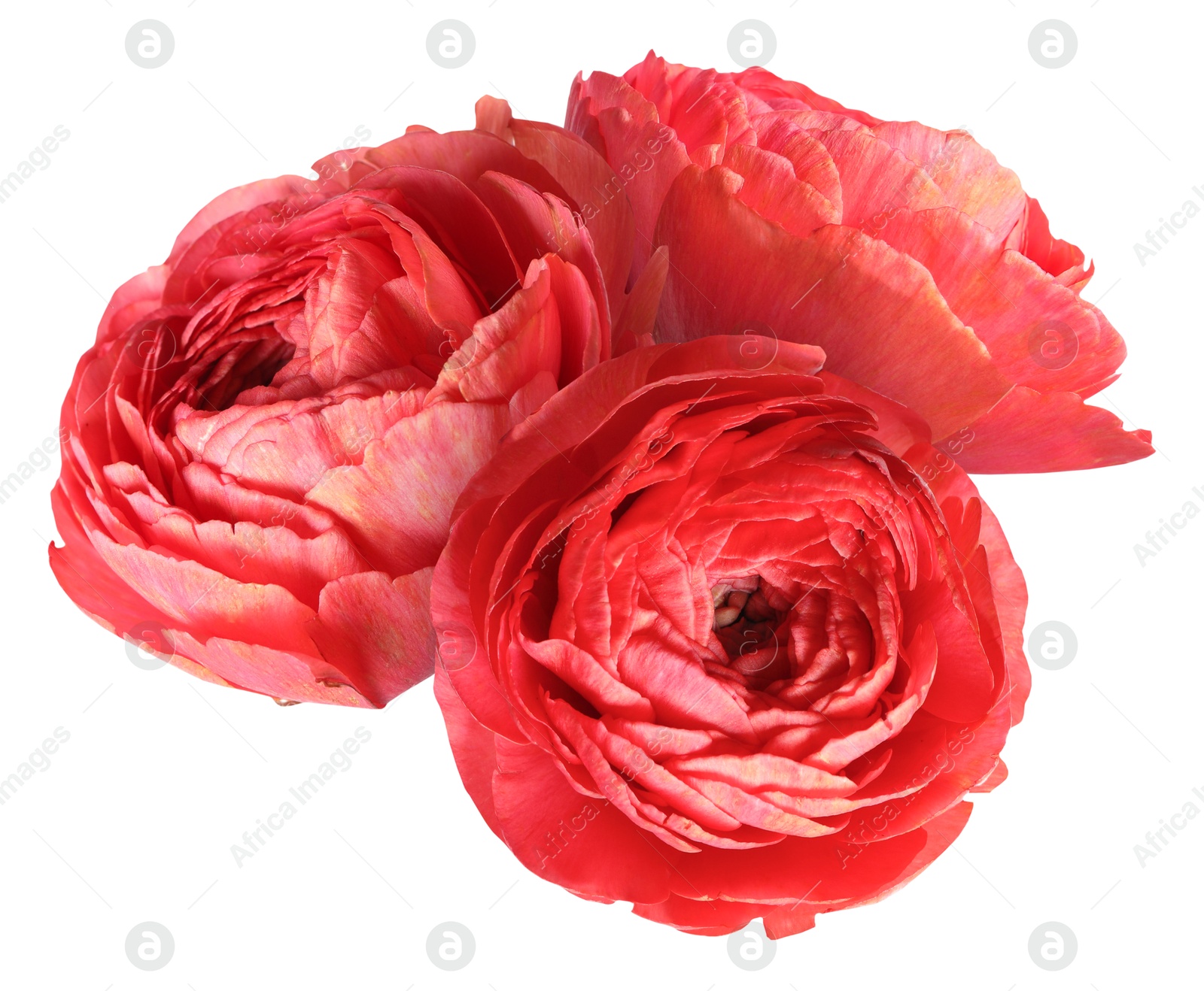 Image of Beautiful coral ranunculus flowers isolated on white