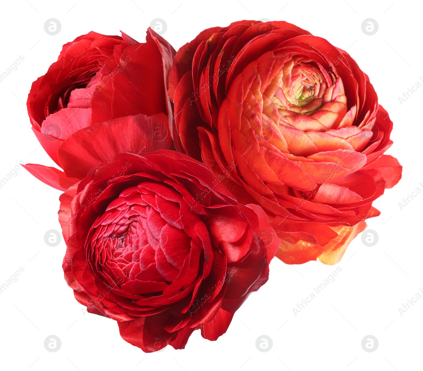 Beautiful red ranunculus flowers isolated on white Image of Beautiful red ranunculus flowers isolated on white