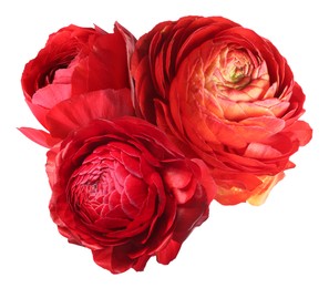 Image of Beautiful red ranunculus flowers isolated on white