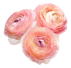 Image of Beautiful pink ranunculus flowers isolated on white