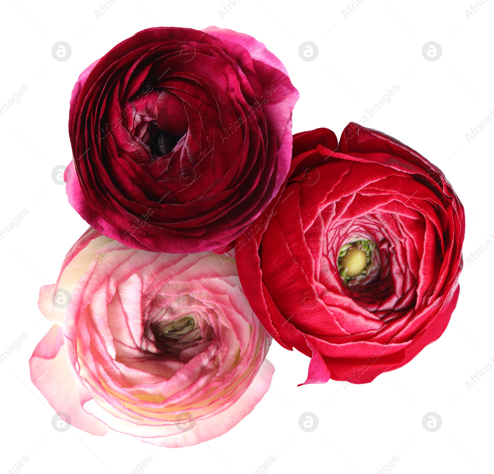 Bright beautiful ranunculus flowers isolated on white Image of Bright beautiful ranunculus flowers isolated on white