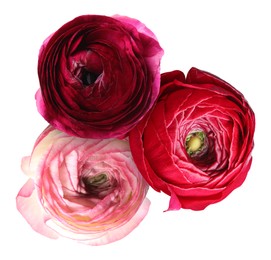 Image of Bright beautiful ranunculus flowers isolated on white