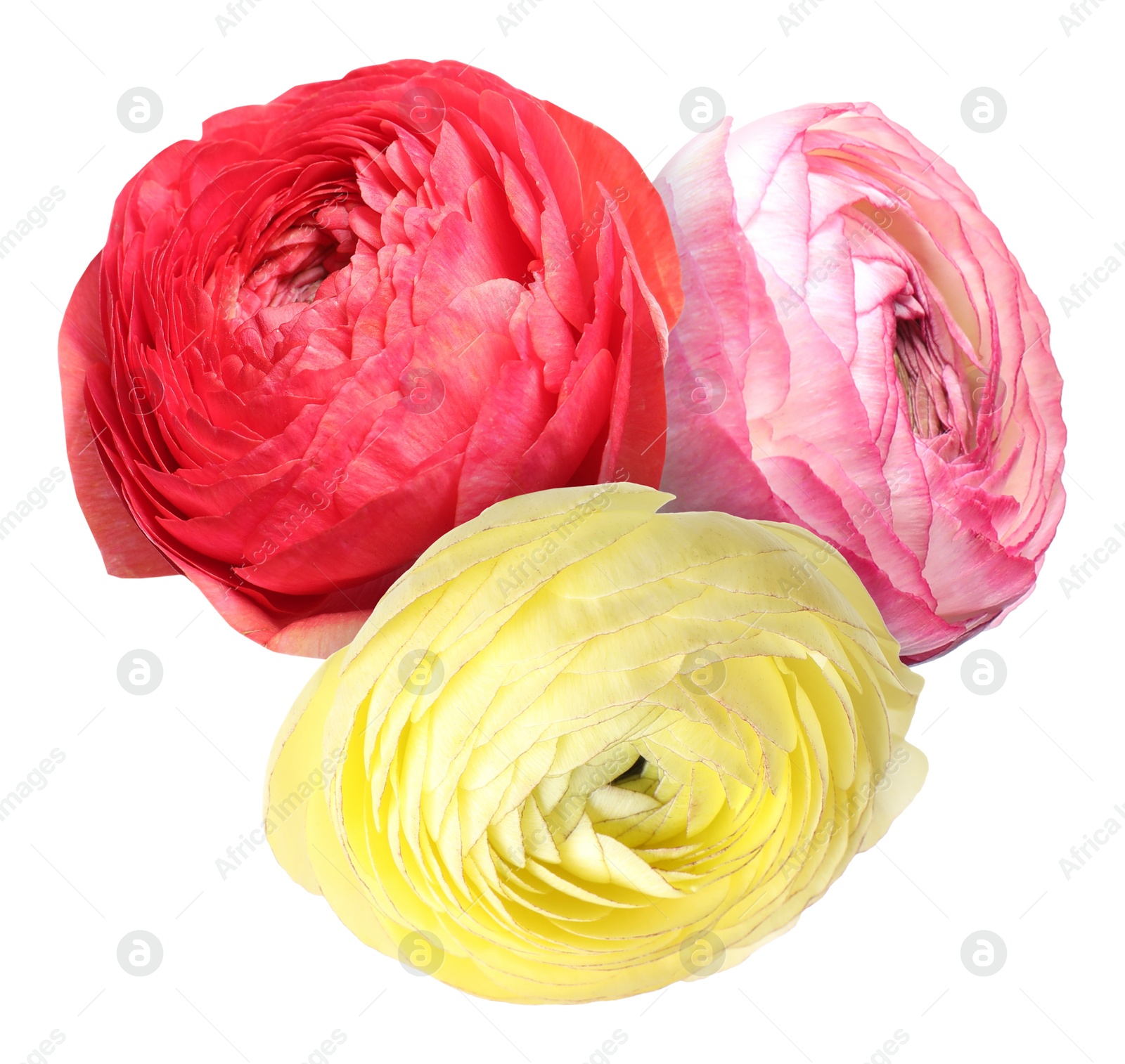 Bright beautiful ranunculus flowers isolated on white Image of Bright beautiful ranunculus flowers isolated on white