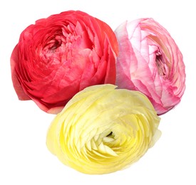 Image of Bright beautiful ranunculus flowers isolated on white