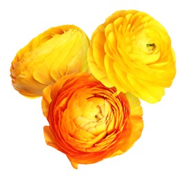Image of Bright beautiful ranunculus flowers isolated on white