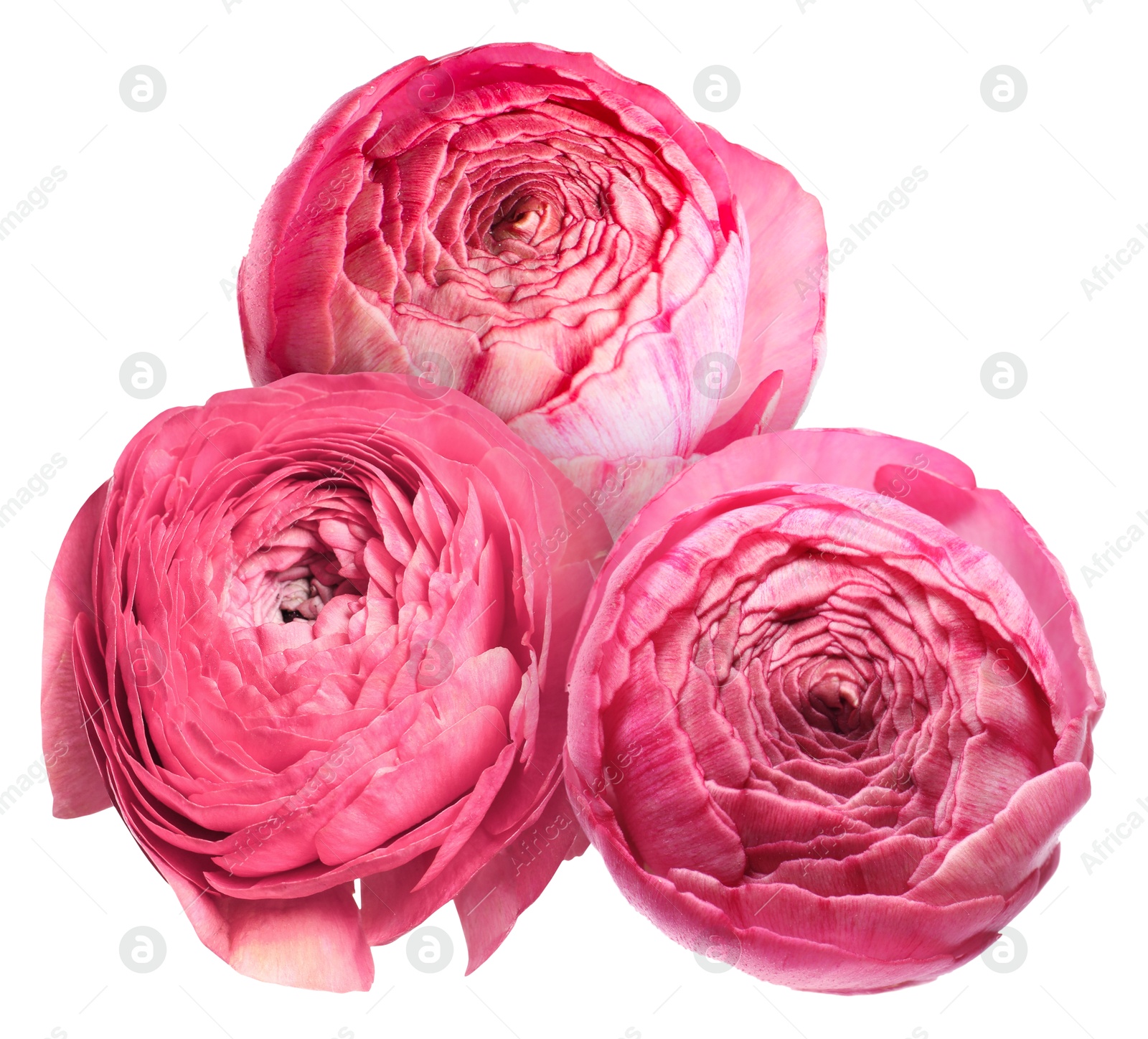 Beautiful pink ranunculus flowers isolated on white Image of Beautiful pink ranunculus flowers isolated on white