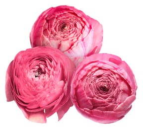 Image of Beautiful pink ranunculus flowers isolated on white